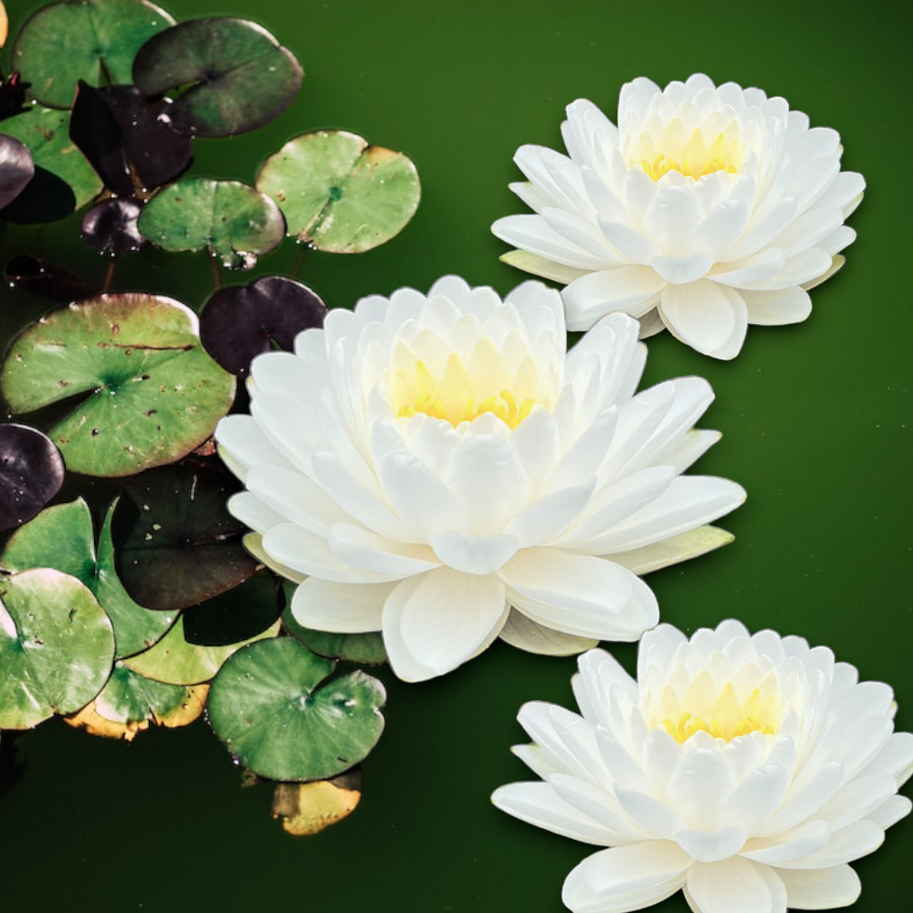 Nymphaea Mallika is an exquisite white hardy water lily, known for its captivating beauty and resilience. With large, cupped white flowers and glossy heart-shaped leaves, it creates a stunning display in ponds and water gardens. Admired for its delightful fragrance, 'Mallika' thrives in various climates and requires minimal maintenance. Symbolizing purity and enlightenment, this graceful water lily brings tranquility to any aquatic landscape.