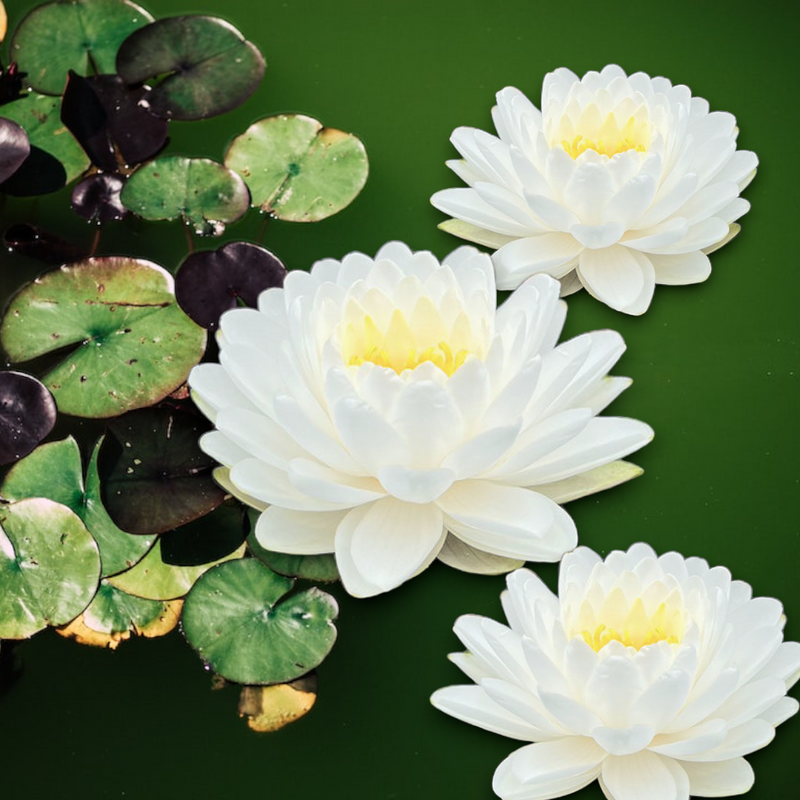 Nymphaea Mallika is an exquisite white hardy water lily, known for its captivating beauty and resilience. With large, cupped white flowers and glossy heart-shaped leaves, it creates a stunning display in ponds and water gardens. Admired for its delightful fragrance, &