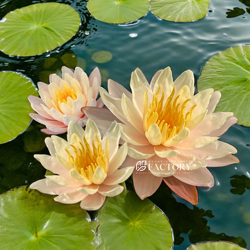 Nymphaea Mangkala Ubol | Peach Pink Hardy Water Lily