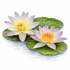 Light blue tropical water lily Nymphaea Moonbeam with soft yellow center blooming in a pond, exotic aquatic plant