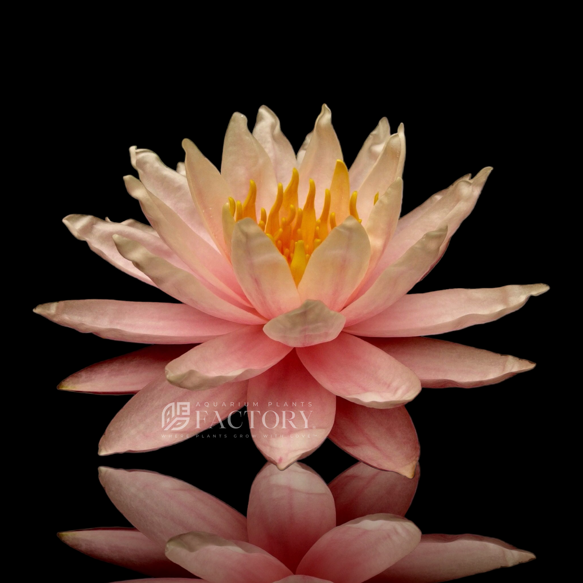 Nymphaea Myra water plant