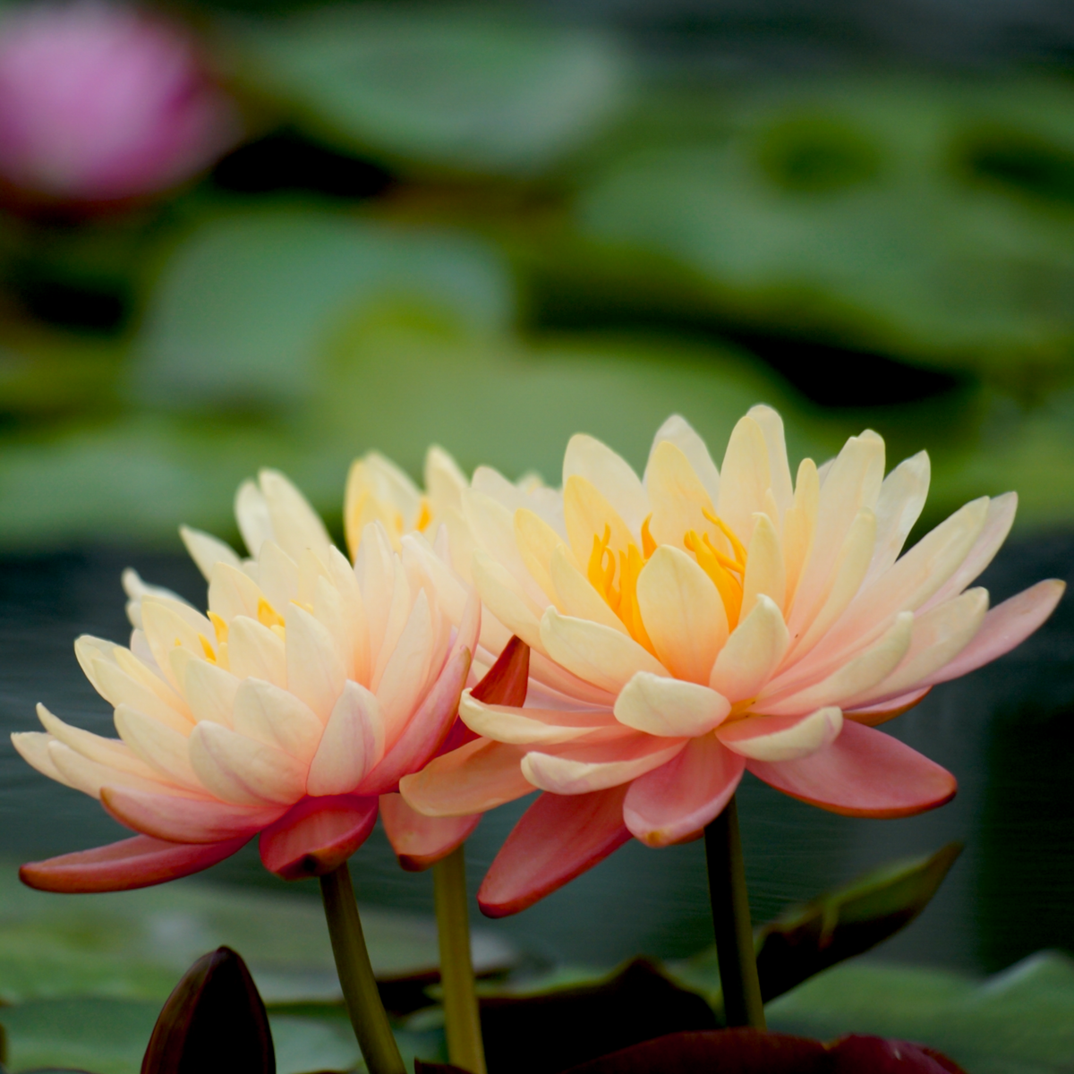 Nymphaea Myra water plant, photo 2