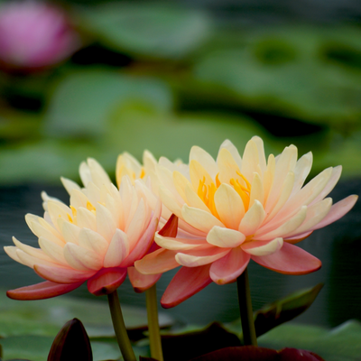 Nymphaea Myra, a radiant and captivating day-blooming water lily, is a true masterpiece of aquatic flora. This aquatic gem is a delightful addition to any water garden, pond, or aquatic landscape, thanks to its breathtaking range of colors that transition gracefully from peach to pink.