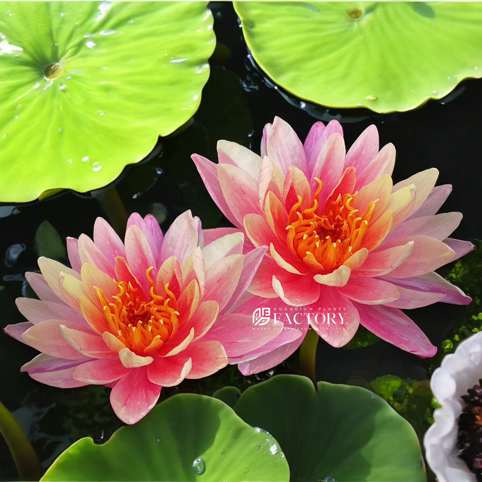  Nymphaea Parn Mongkol, a stunning variegated hardy water lily prized for its exquisite multi-colored foliage and delicate pastel blooms. Frequently misspelled as Nymphaea Pan Mongkol, this unique aquatic plant stands out with its vibrant marbled leaves and large blossoms that range from pale pink to creamy white with a brilliant yellow center.