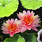  Nymphaea Parn Mongkol, a stunning variegated hardy water lily prized for its exquisite multi-colored foliage and delicate pastel blooms. Frequently misspelled as Nymphaea Pan Mongkol, this unique aquatic plant stands out with its vibrant marbled leaves and large blossoms that range from pale pink to creamy white with a brilliant yellow center.