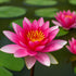Nymphaea ‘Ploydaeng’ hardy red water lily blooming in a pond with green lily pads.