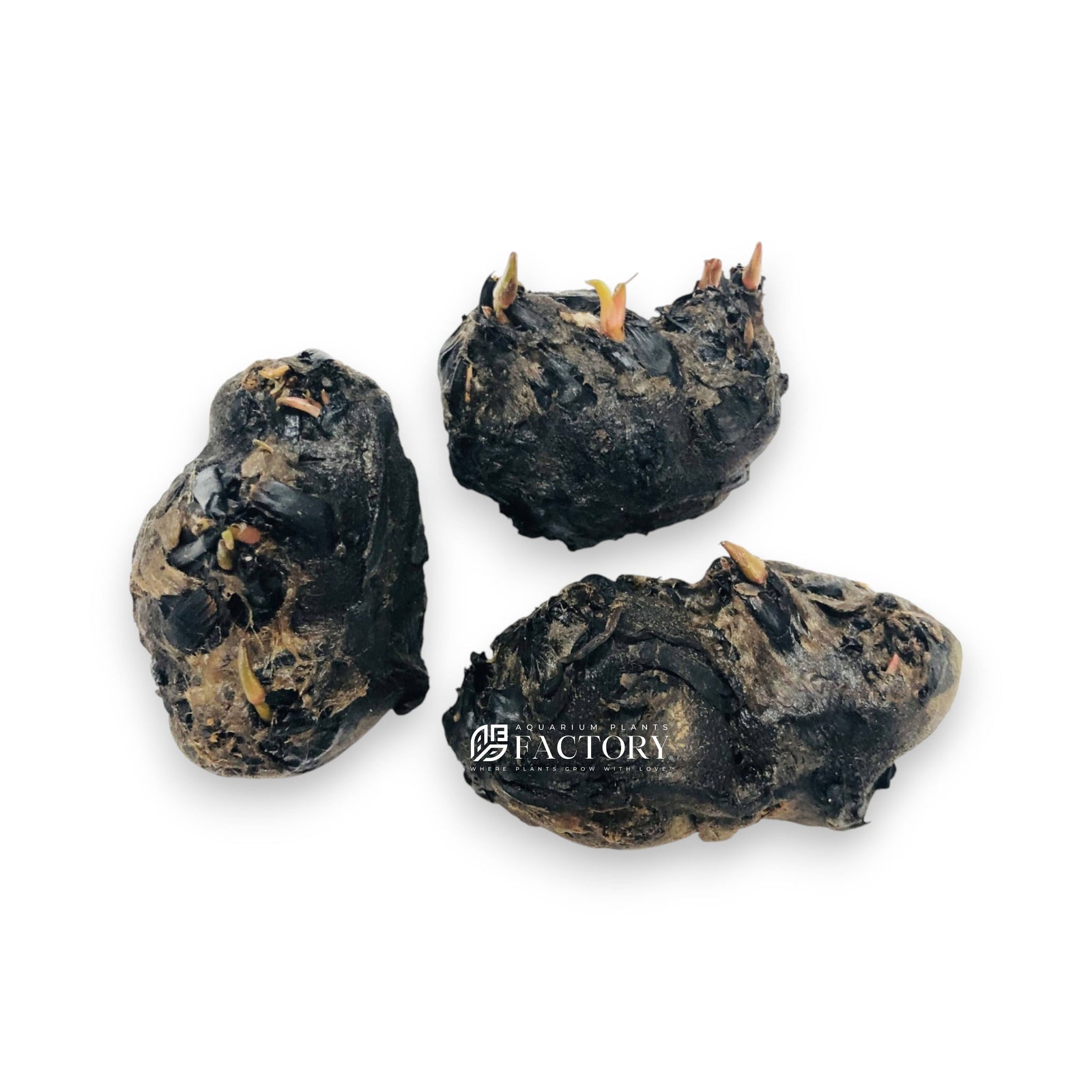 Nymphaea lotus rubra bulb for planted aquarium