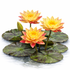 Three exotic Nymphaea Siam Fantasy water lily blooms featuring marbled yellow petals with vibrant red streaks floating above maroon-mottled green lily pads.