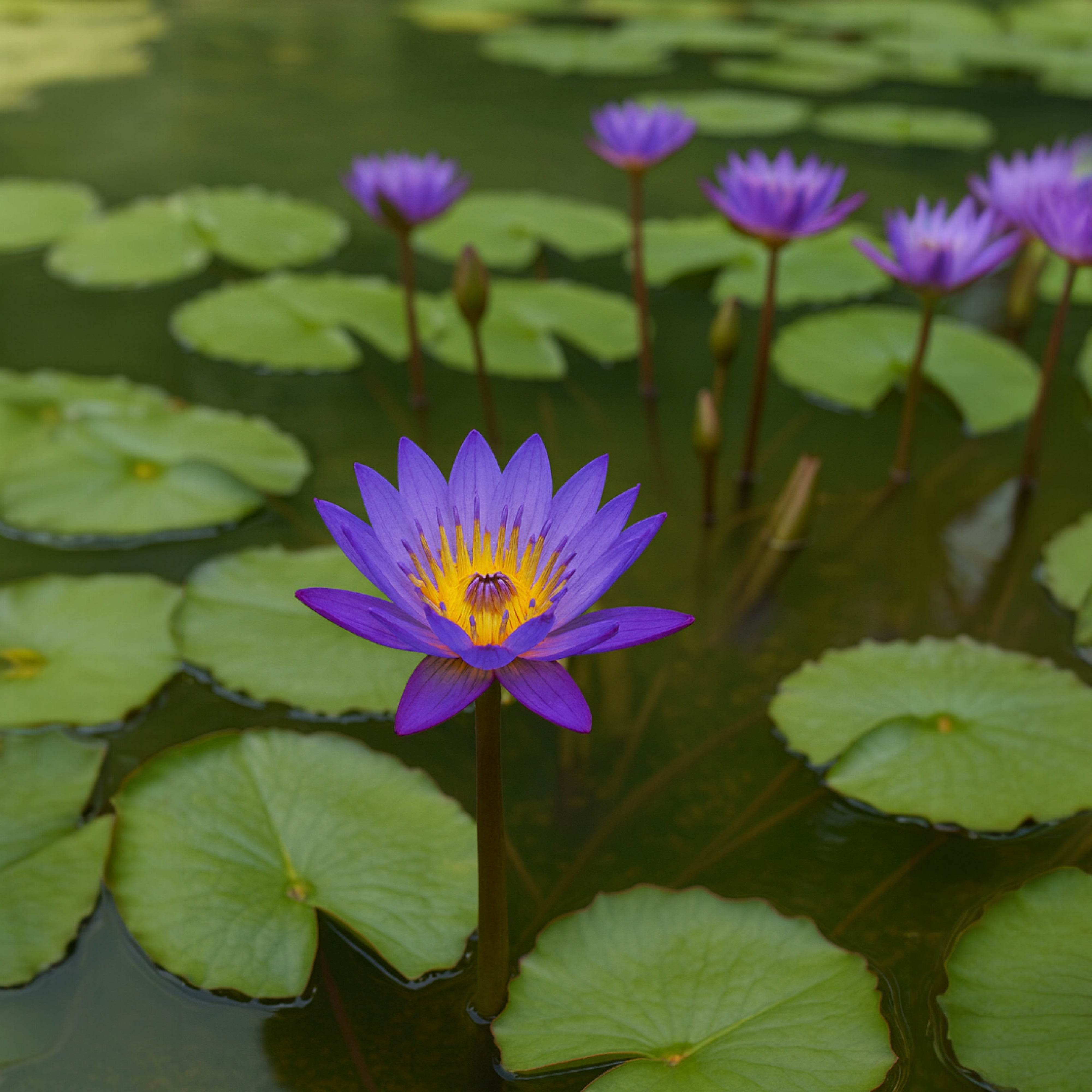 Fragrant violet-purple Nymphaea Tina waterlily in bloom on calm pond water with lush green leaves.
