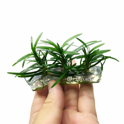 While Dwarf Mondo Grass is often used as a live aquarium ornament, it is important to note that it is not a true aquatic plant. It can survive underwater for a month or more but will eventually die if kept submerged for extended periods. However, it excels as a terrarium plant.