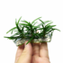 While Dwarf Mondo Grass is often used as a live aquarium ornament, it is important to note that it is not a true aquatic plant. It can survive underwater for a month or more but will eventually die if kept submerged for extended periods. However, it excels as a terrarium plant.