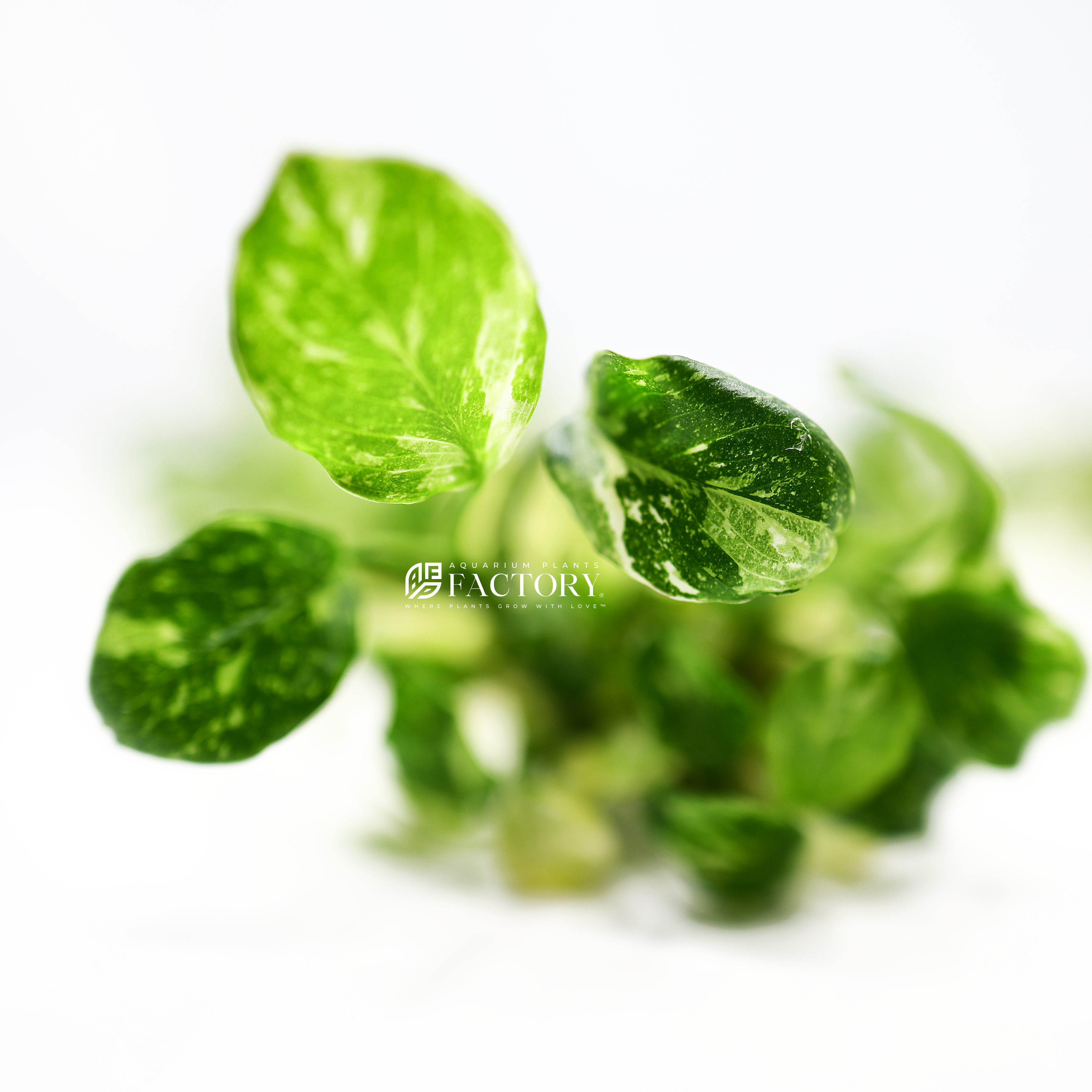 Anubias Panda Marble plant with round leaves featuring unique green, white, and cream variegation, resembling a panda's coat, ideal for aquascaping and introduced by Aquarium Plants Factory in 2014