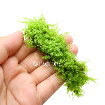 Plagiomnium cf. Affine, commonly known as Pearl moss, is a stunning and sought-after aquatic moss that adds a touch of elegance and beauty to any aquarium. With its delicate and pearl-like appearance, it is a popular choice among aquarists and plant enthusiasts alike.