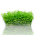 Close-up of Micranthemum micranthemoides plantlets from a tissue culture bag