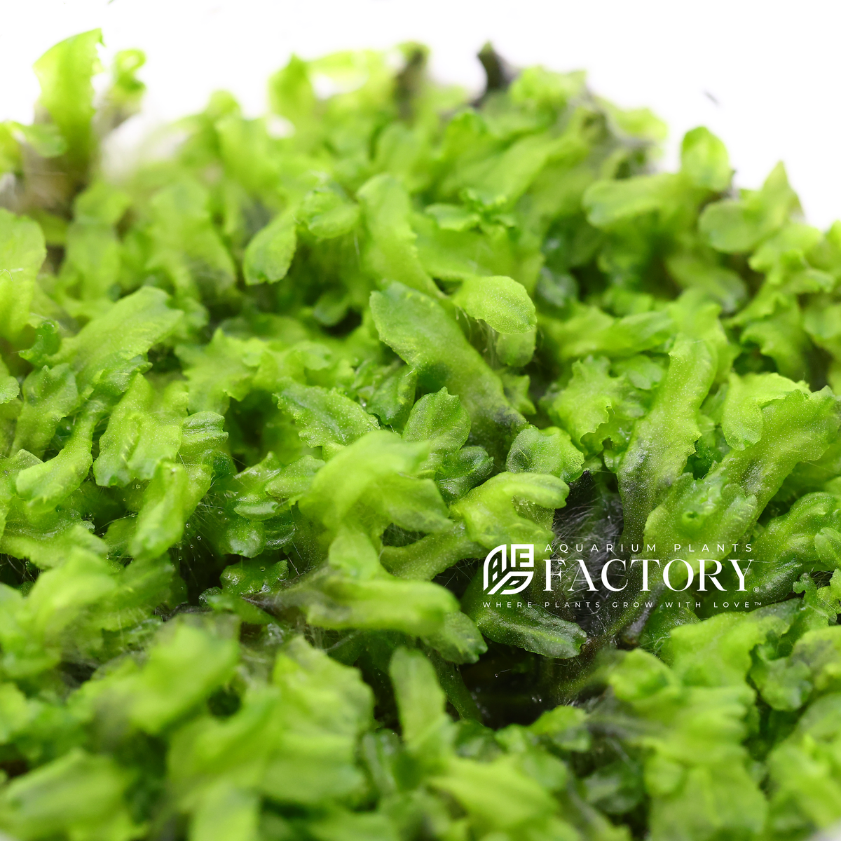 Monosolenium Tenerum (Pellia) aquarium plant