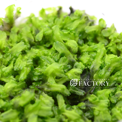 Monosolenium tenerum, commonly known as Pellia, is a distinctive aquatic liverwort favored by aquarium enthusiasts for its unique appearance and easy care. Native to East Asia, this plant forms dense, dark green mats that add a natural, lush look to any aquascape