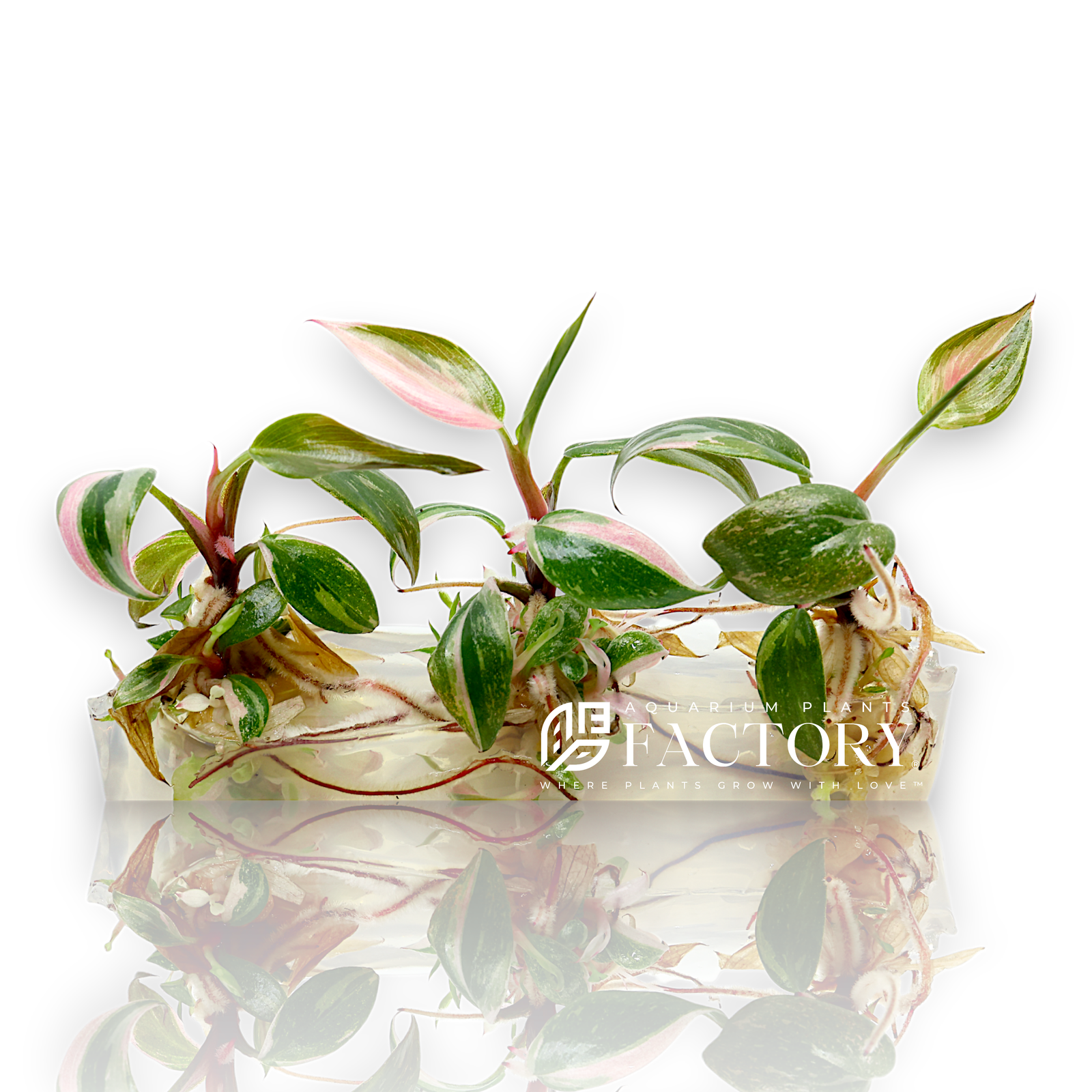 Philodendron Pink Princess Tissue Culture is a stunning and highly sought-after plant that brings a splash of vibrant color and elegance to any indoor space. Renowned for its unique, variegated leaves with shades of dark green, pink, and burgundy, this tropical beauty is a favorite among plant enthusiasts and collectors.