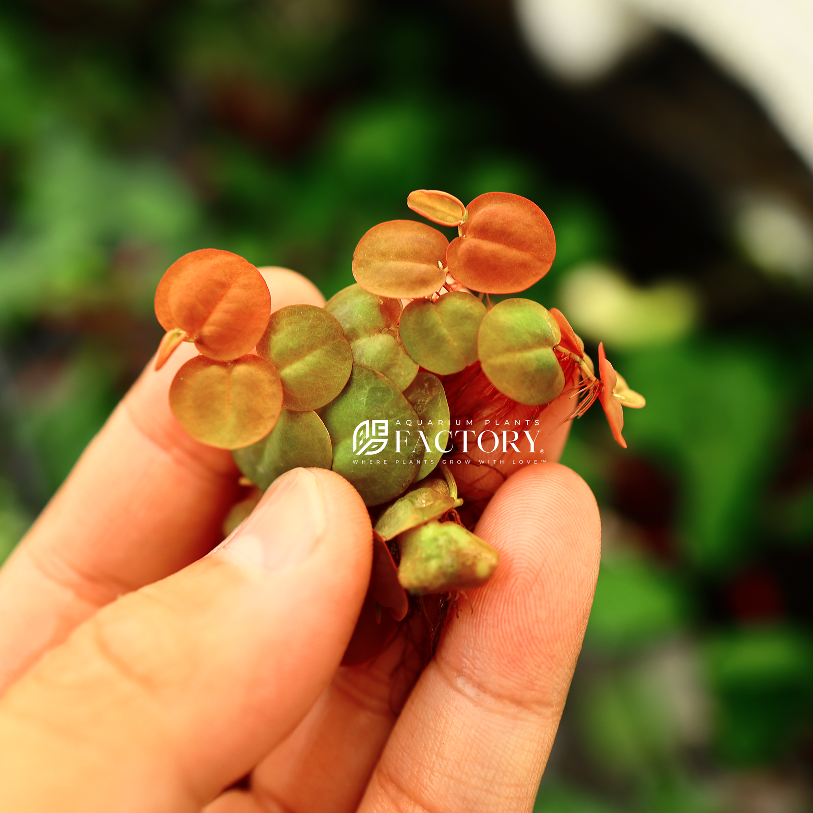 Red Root Floater (Phyllanthus fluitans) - Vibrant floating aquatic plant with striking red roots and green to reddish leaves, perfect for enhancing freshwater aquascapes and ponds