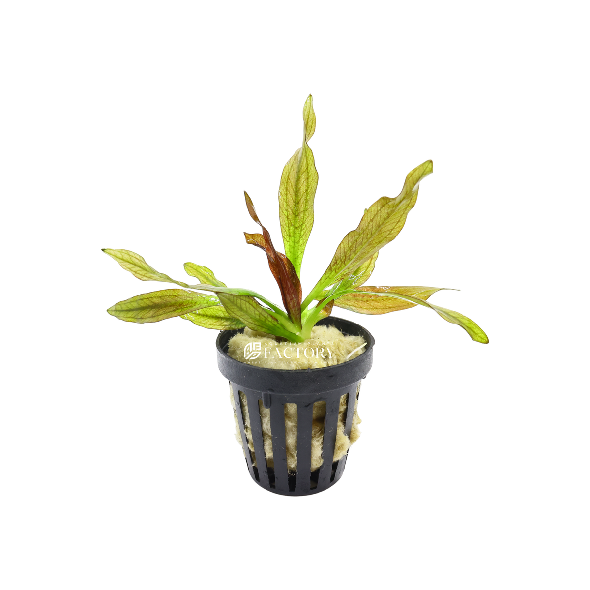 Pink Amazon Sword aquarium plant, photo 2