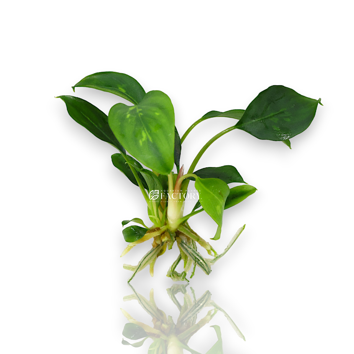 Piptospatha Ridleyi aquarium plant, photo 2