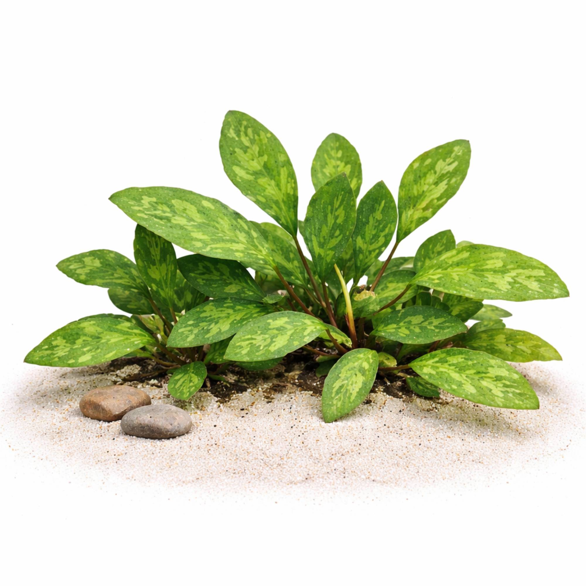 Close-up of Piptospatha ridleyi showing unique light and dark green mottled leaf patterns similar to Bucephalandra.