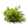 Butterfly Moss aquarium plant