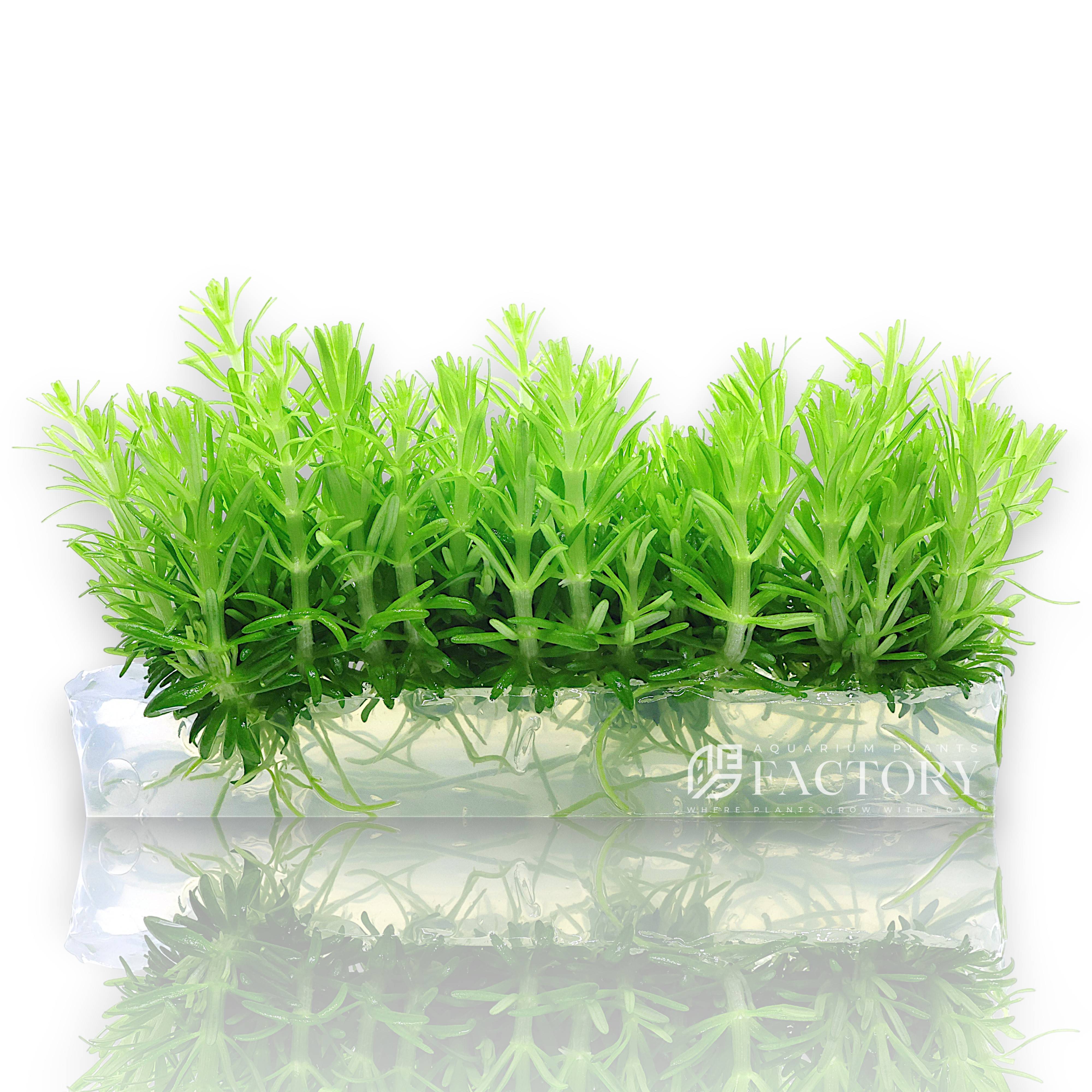 Vitro Culture® bag with fresh Pogostemon deccanensis plantlets in sterile gel