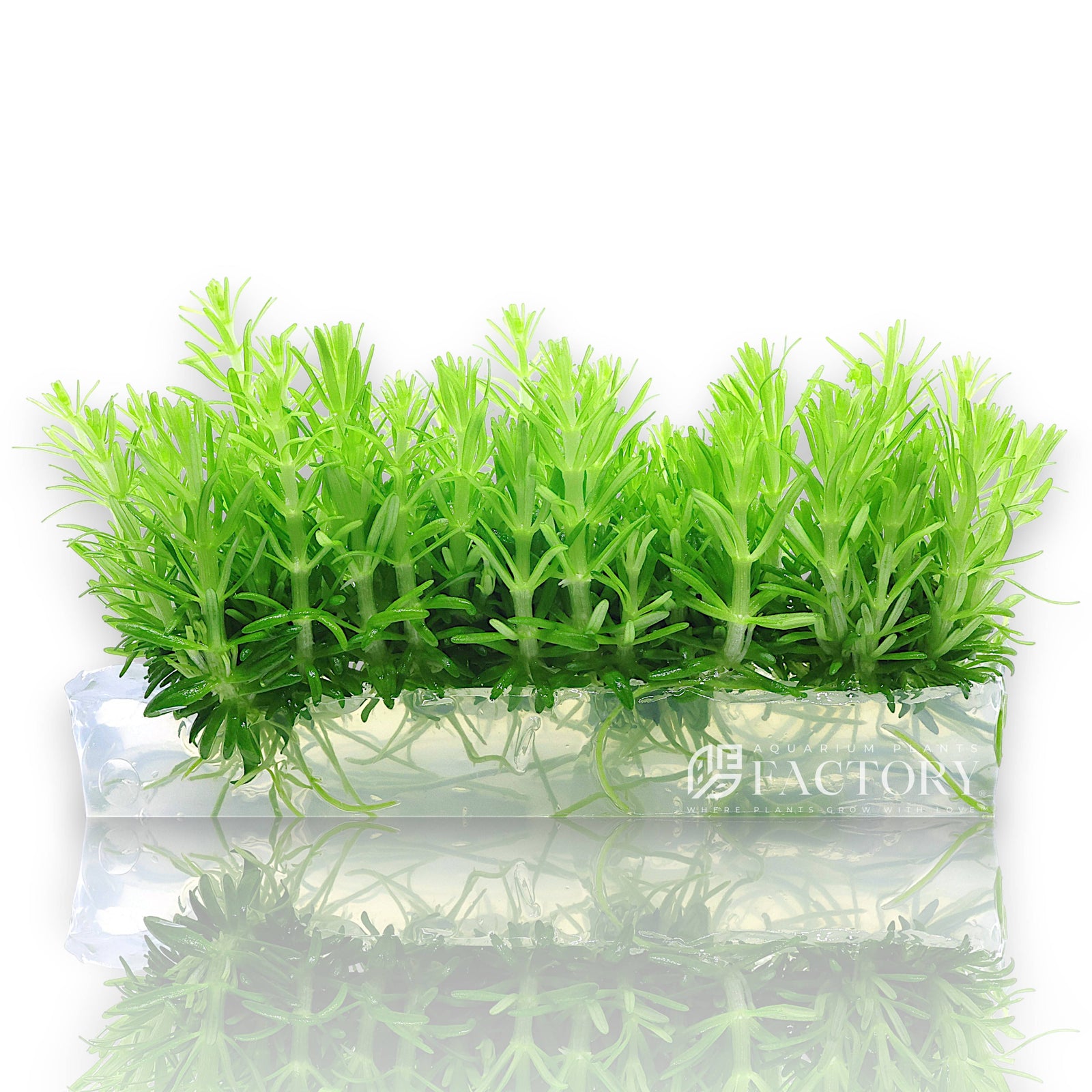 Vitro Culture® bag with fresh Pogostemon deccanensis plantlets in sterile gel