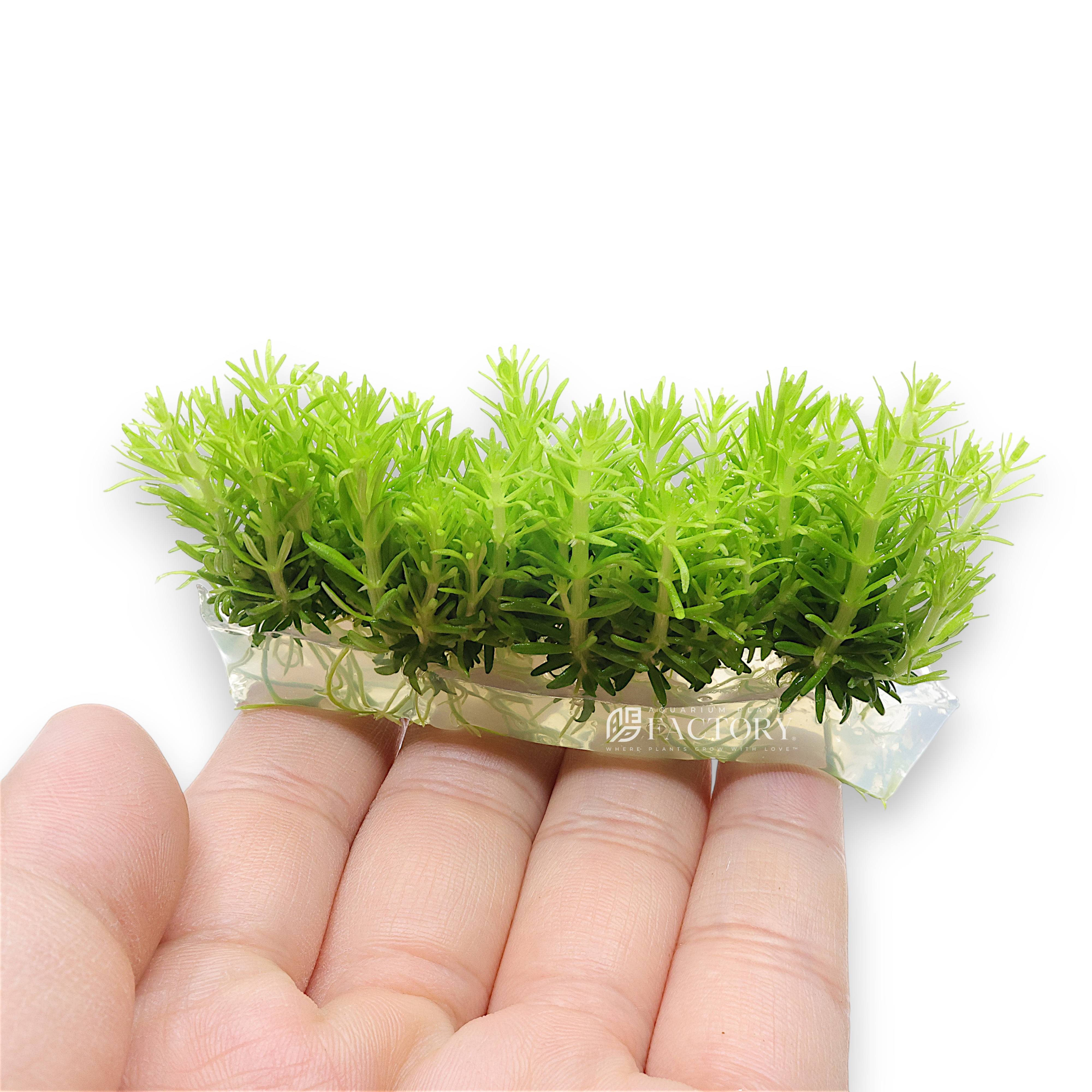 Close-up of Pogostemon Indian Star plant foliage with vibrant needle-like green leaves