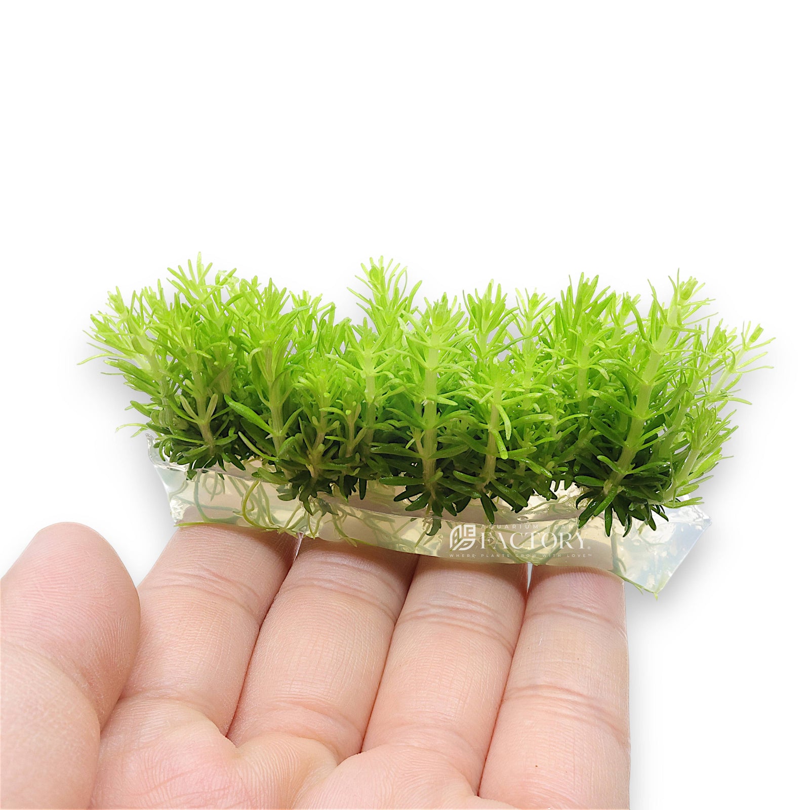 Close-up of Pogostemon Indian Star plant foliage with vibrant needle-like green leaves