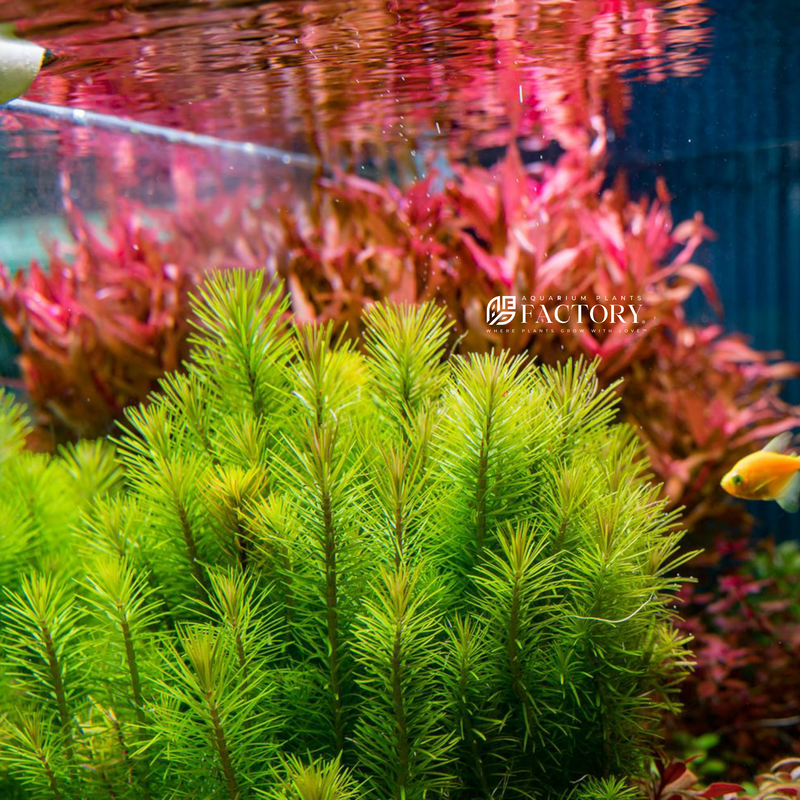 Pogostemon erectus is a captivating aquatic plant that graces aquariums with its slender stems and lush, bright green leaves. With its star-like leaf pattern, it creates a striking focal point in any aquascape.
