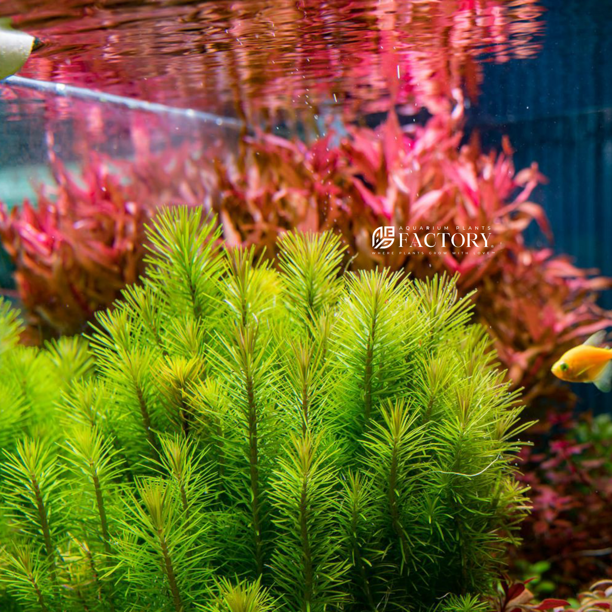 Pogostemon Deccanensis (Pogostemon Erectus) aquarium plant