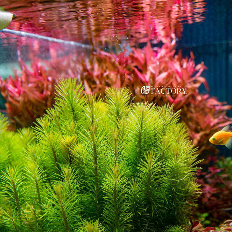 Aquarium plants best sale factory