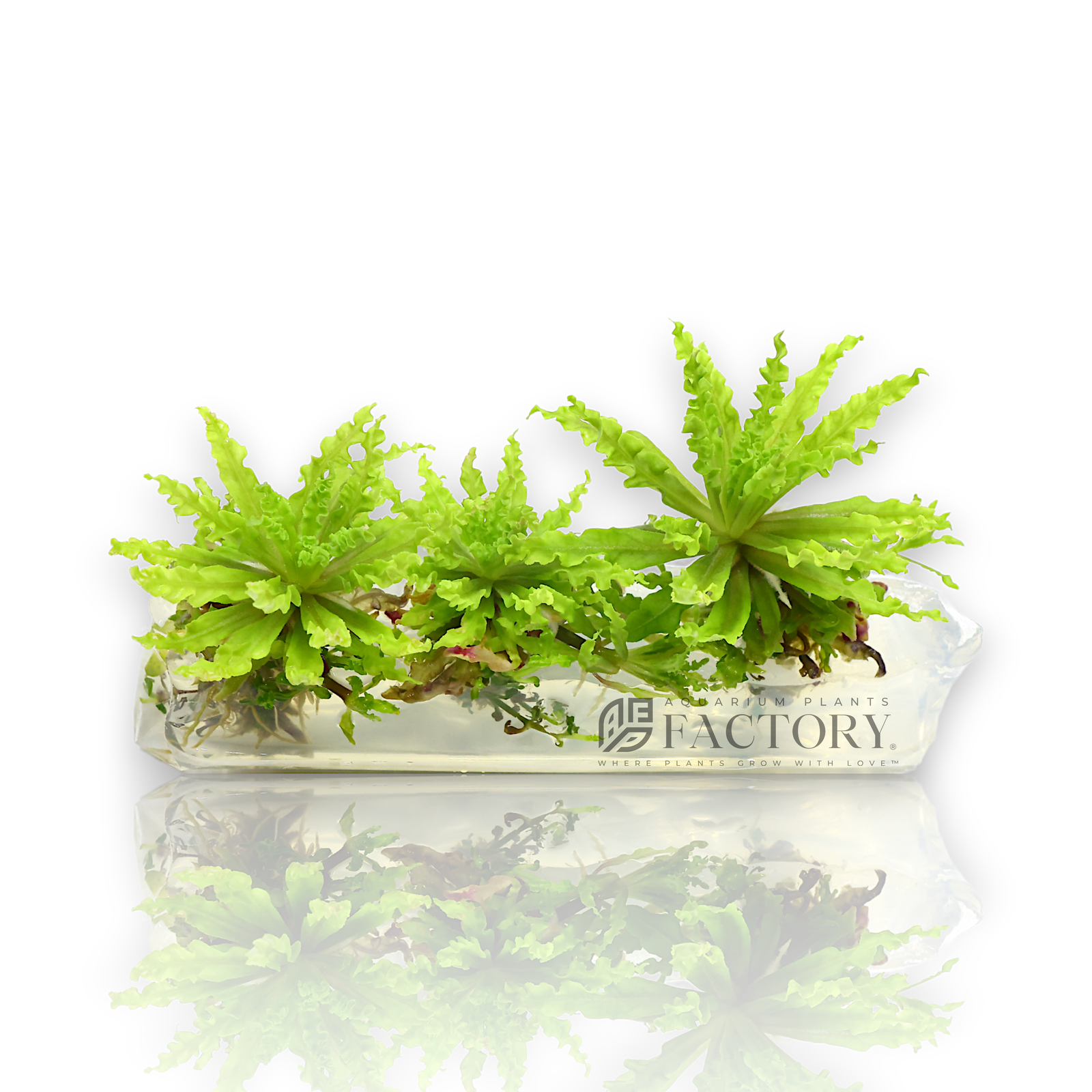 Pogostemon helferi Vitro Culture in 4-inch bag with curly green leaves