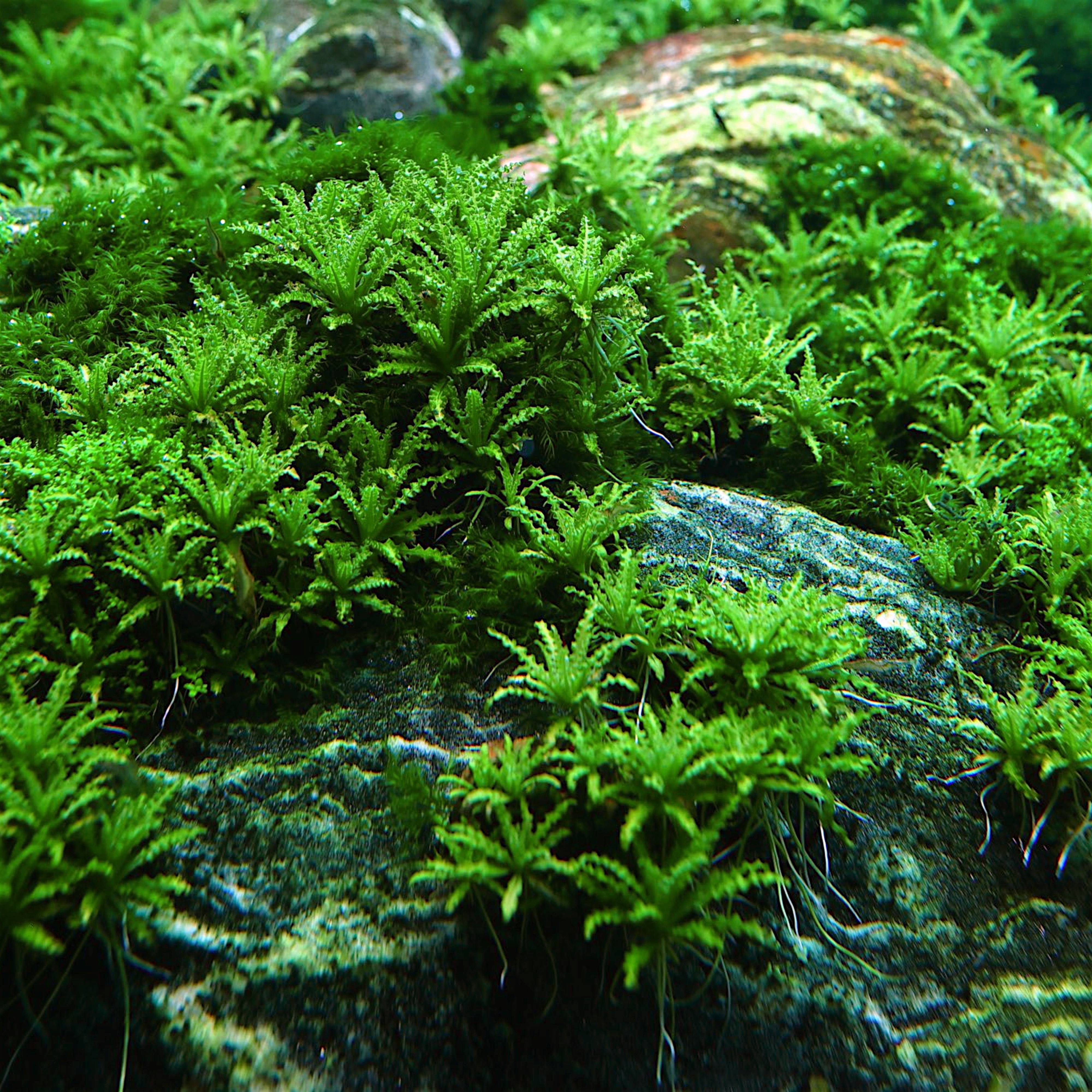 Close-up of Pogostemon helferi ‘Downoi’ forming a lush green carpet across an aquarium substrate, showing its distinctive curly, star-shaped leaves.