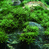 Close-up of Pogostemon helferi ‘Downoi’ forming a lush green carpet across an aquarium substrate, showing its distinctive curly, star-shaped leaves.