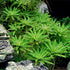 Foreground section featuring curled-leaf Pogostemon helferi under strong lighting