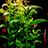 Pogostemon sampsonii is a captivating and rare aquarium plant from southern China, prized for its fine, willow-like foliage and flowing growth habit. Once misidentified as Limnophila punctata 'Blume' and Pogostemon cf. pumilus, this species was accurately classified by aquatic botanist Christel Kasselmann. A member of the Lamiaceae family, Pogostemon sampsonii thrives in both planted aquariums and nature aquascapes, where its soft, delicate texture creates contrast and movement underwater.