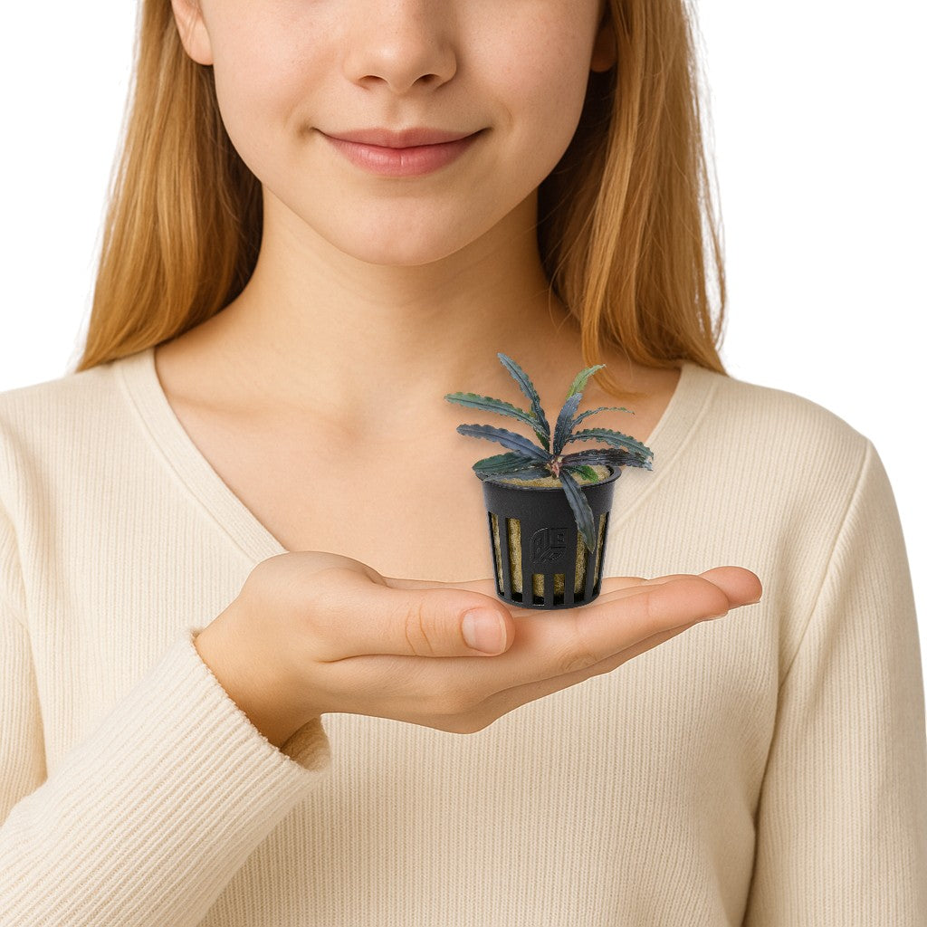 Person holding a small potted plant Bucephalandra Red Catherine in their hand against a plain background