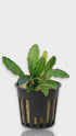 Aquarium Plants Factory (APF) showcase of Bucephalandra Maestro Blue; high-quality live plant for aquascaping with close-up details of leaf texture and coloration.