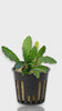 Aquarium Plants Factory (APF) showcase of Bucephalandra Maestro Blue; high-quality live plant for aquascaping with close-up details of leaf texture and coloration.