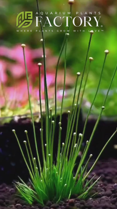  Eriocaulon cinereum is a species of flowering plant in the family Eriocaulaceae. It is commonly known as "pipewort" and is found in various parts of Asia. Here are some key characteristics and information about Eriocaulon cinereum: