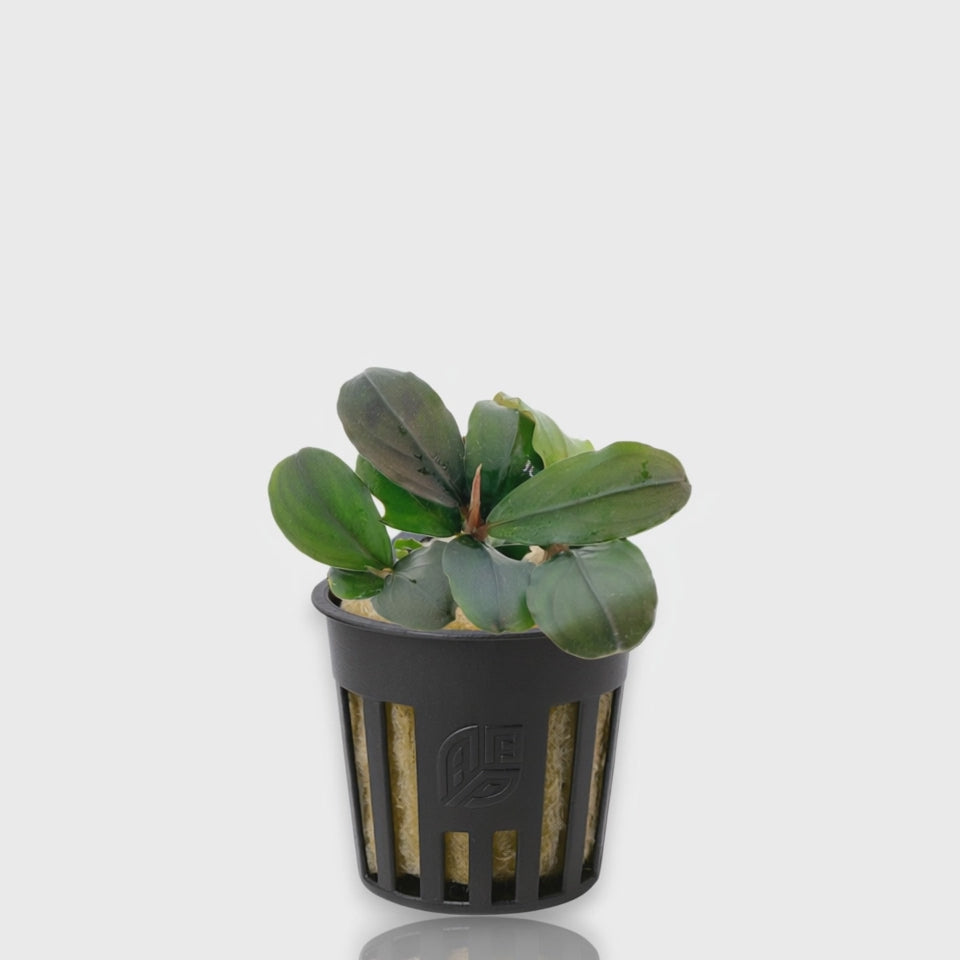 A close-up of a healthy Bucephalandra Pandora Queen plant in a black nursery pot with rockwool. The plant features thick, waxy, dark-green leaves with a subtle iridescent blue-violet metallic sheen, characteristic of rare Borneo rheophytes.