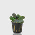 A close-up of a healthy Bucephalandra Pandora Queen plant in a black nursery pot with rockwool. The plant features thick, waxy, dark-green leaves with a subtle iridescent blue-violet metallic sheen, characteristic of rare Borneo rheophytes.