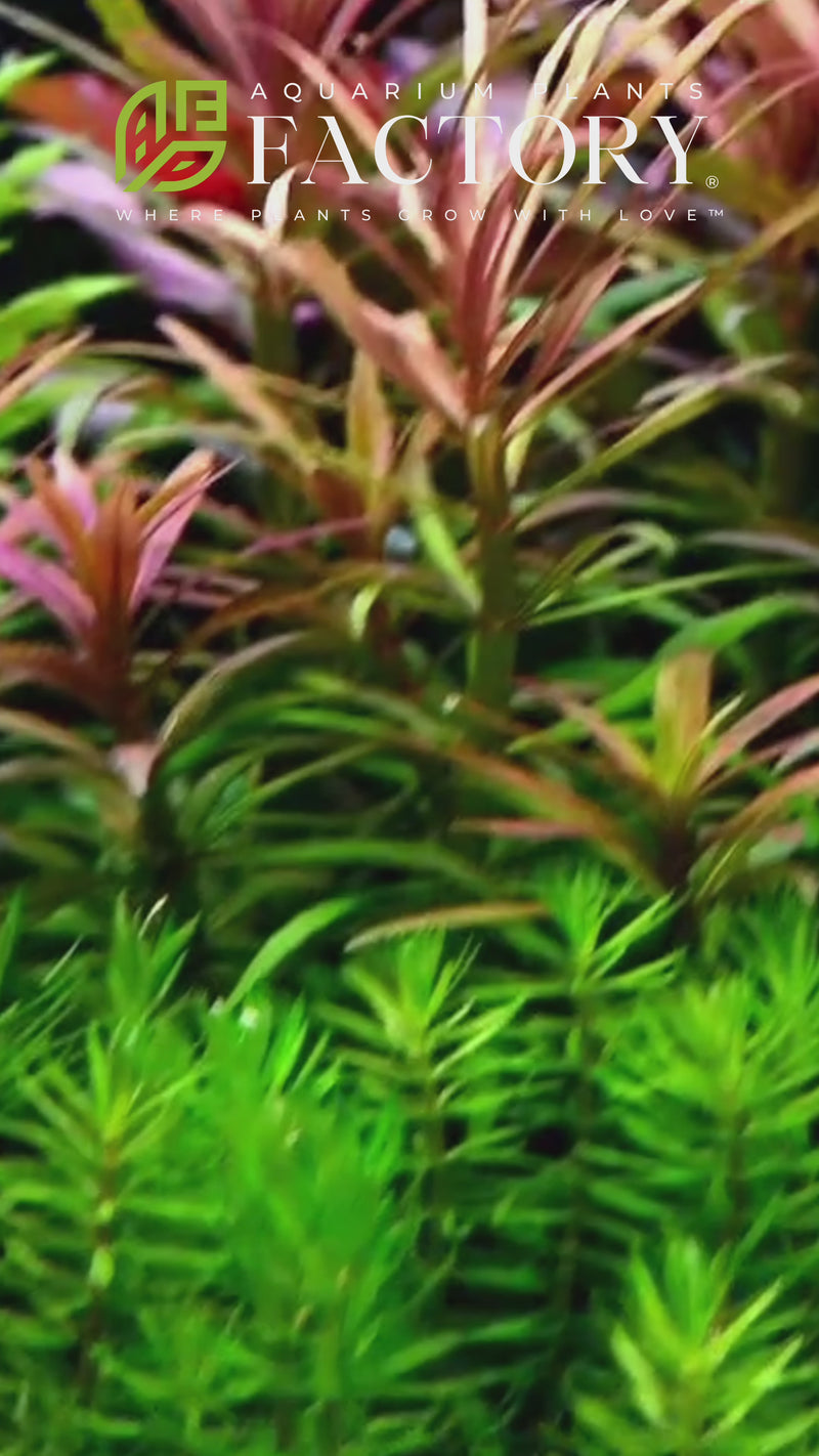 A close-up image of vibrant green Pogostemon stellatus aquatic plant leaves, growing underwater in an aquarium, with delicate, serrated edges and a lush appearance.