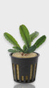 Bucephalandra Artemis