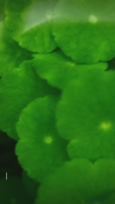 Video showcasing the lush, trailing growth of Hydrocotyle verticillata (Whorled Pennywort) in a vibrant aquatic setup. The plant's distinctive round, whorled leaves create a beautiful, green carpet in the aquarium, adding a natural and dynamic aesthetic. The video highlights the plant's versatility, suitable for garden ponds, aquariums, and indoor house plants when kept in moist conditions