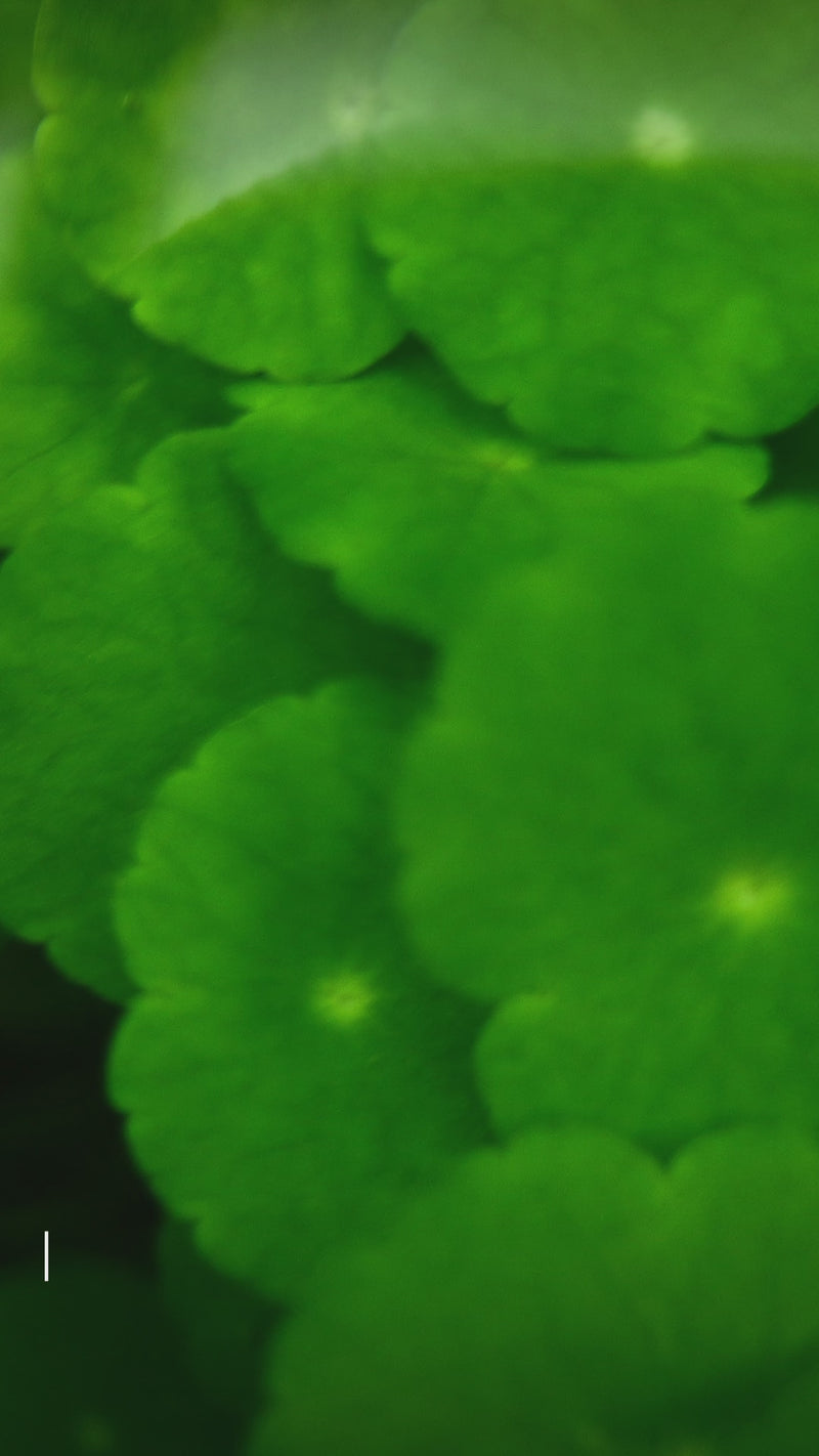 Video showcasing the lush, trailing growth of Hydrocotyle verticillata (Whorled Pennywort) in a vibrant aquatic setup. The plant&