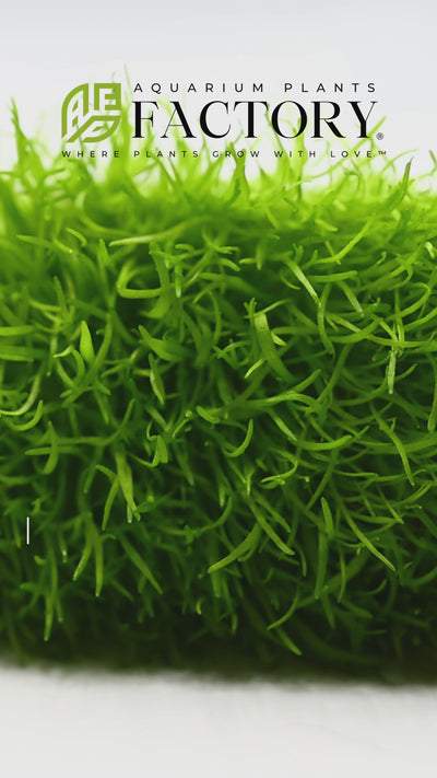 Video showcasing Utricularia Graminifolia, highlighting its bright green, grass-like leaves that create a lush, dense carpet in aquarium foregrounds. Ideal for nano tanks and intricate aquascape designs, this plant is celebrated for its compact size and striking visual appeal.