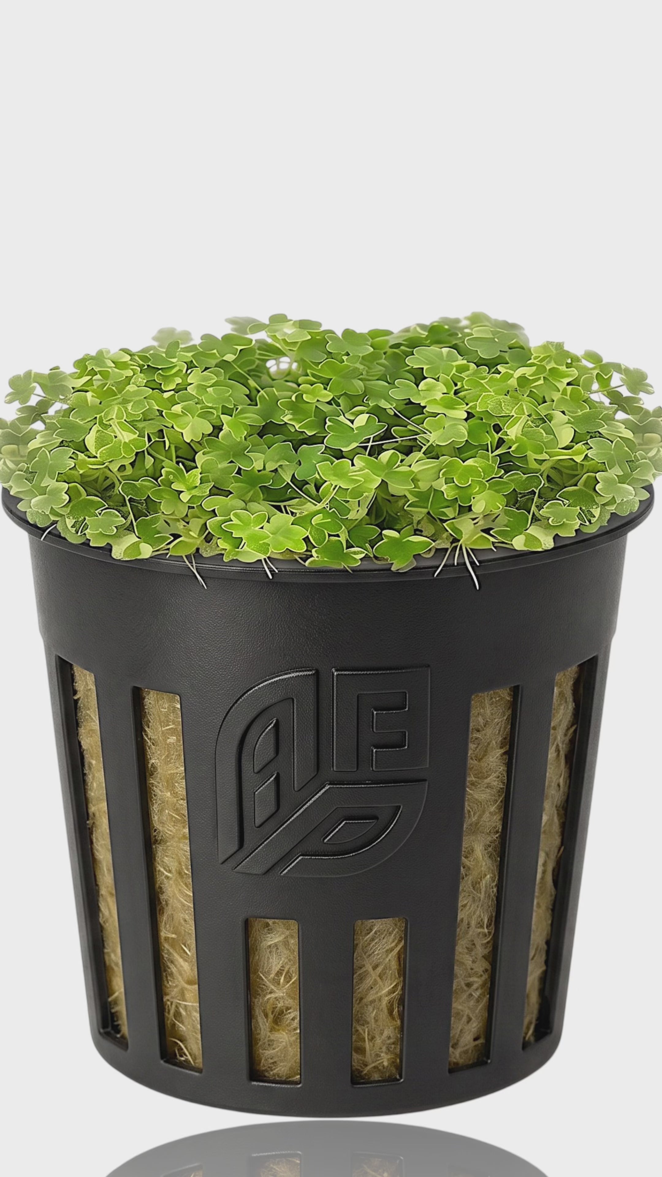 A short video showcasing the Hydrocotyle Tripartita Mini Variegated aquarium plant, highlighting its small, white-and-cream splashed clover-like leaves inside a clear Vitro Culture bag.